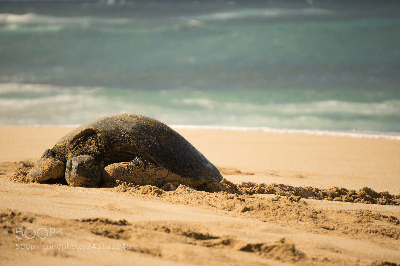 Sony Alpha NEX-5 sample photo. Turtle on the beach photography