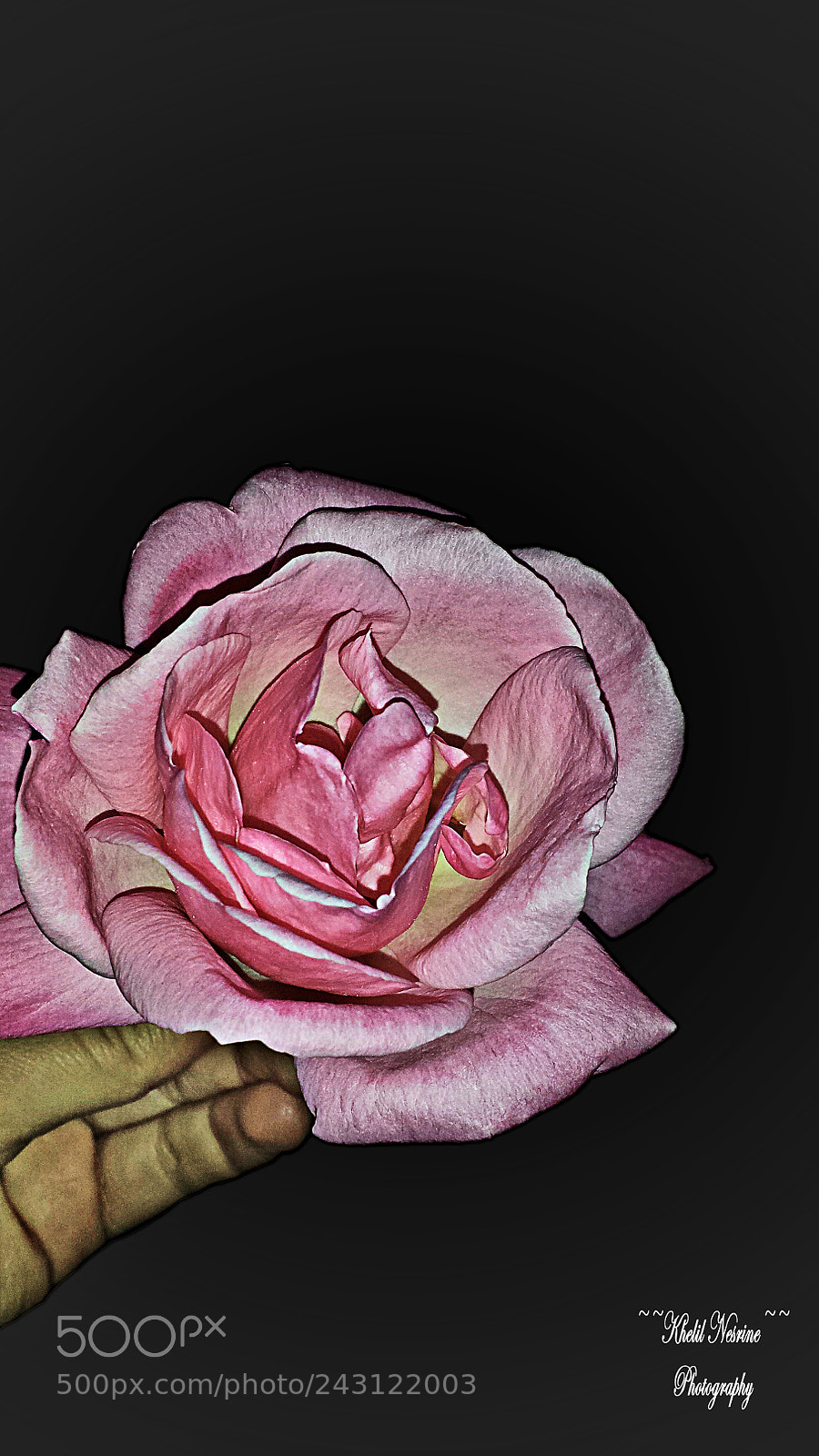 Samsung Galaxy S4 sample photo. Rose.. photography