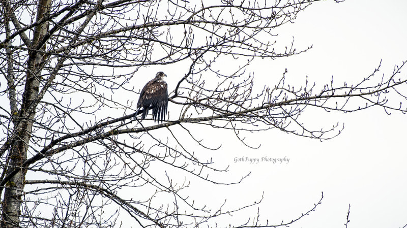 Nikon D4 sample photo. Bald eagles photography