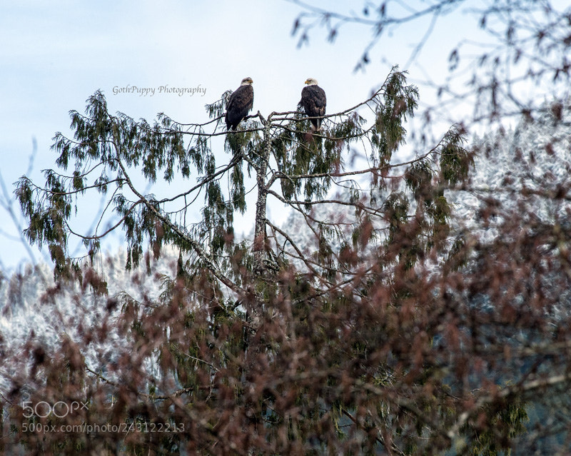 Nikon D4 sample photo. Bald eagles photography