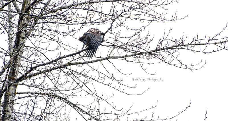 Nikon D4 sample photo. Bald eagles photography
