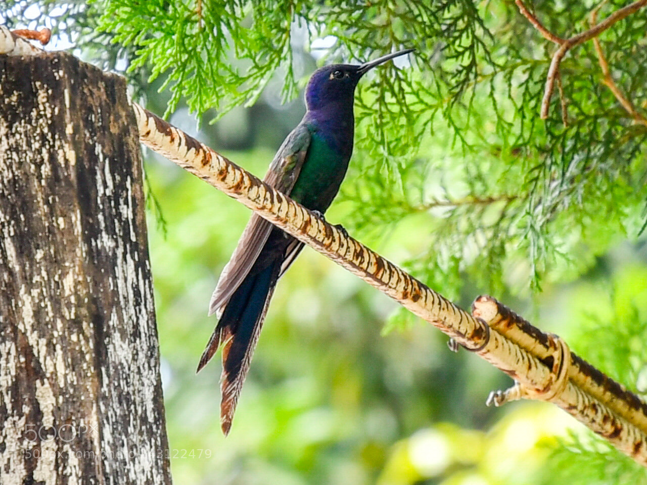 Nikon D500 sample photo. Humming bird photography