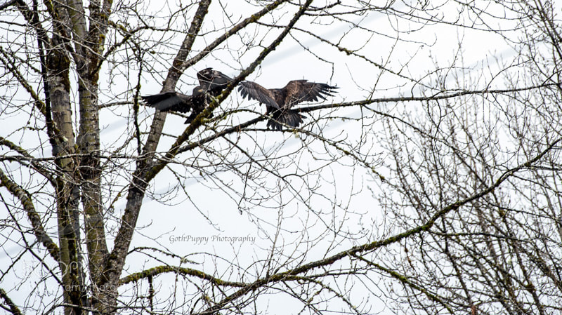 Nikon D4 sample photo. Bald eagles photography