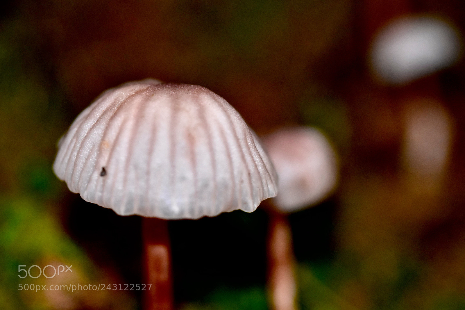 Nikon D7200 sample photo. Mushroom photography