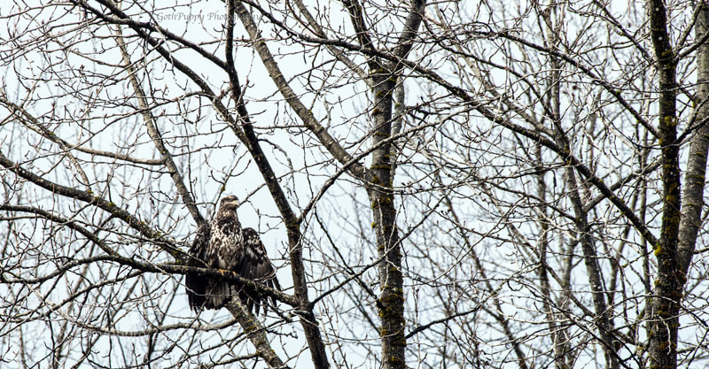 Nikon D4 sample photo. Bald eagles photography