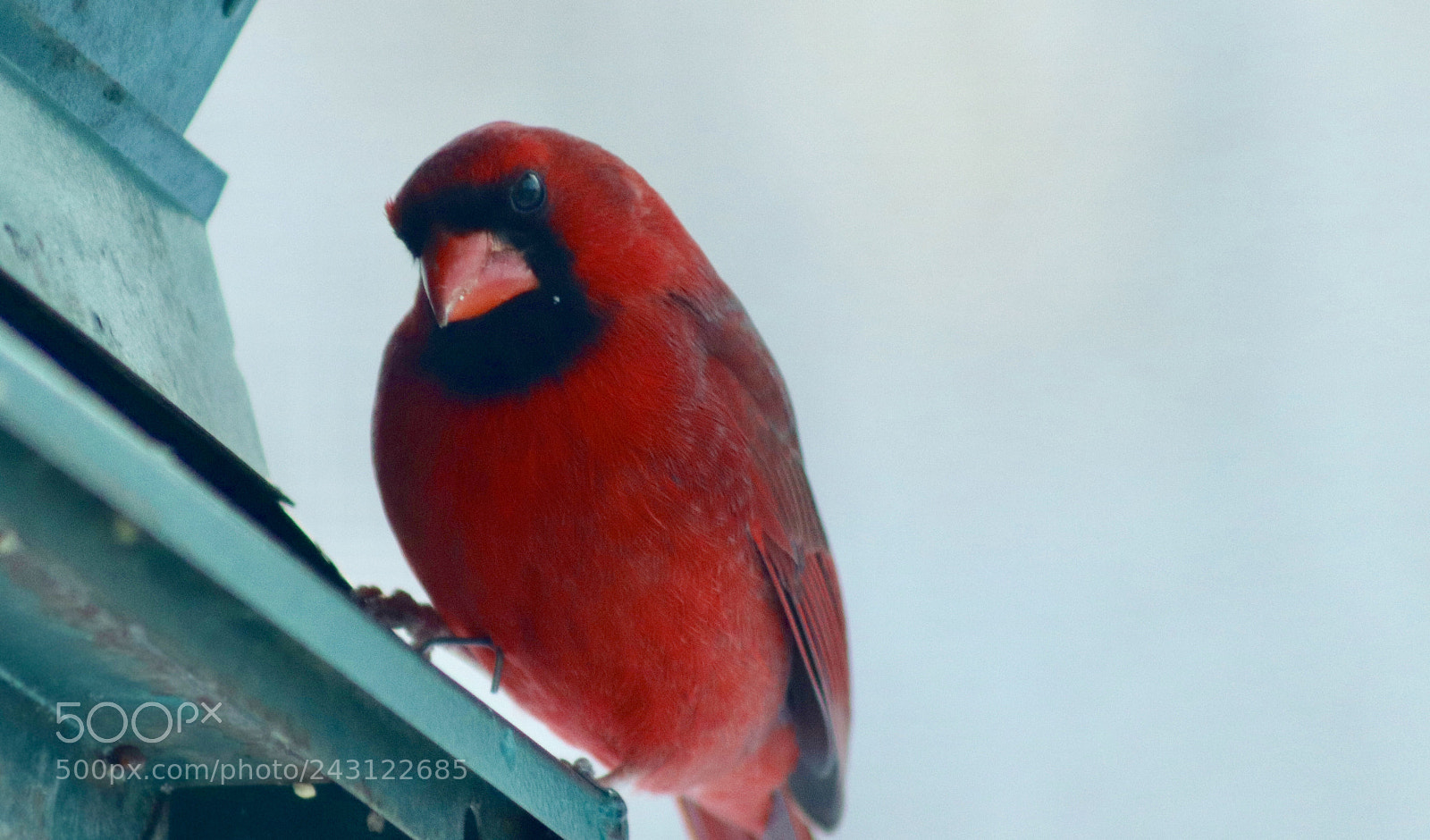 Canon EOS 200D (EOS Rebel SL2 / EOS Kiss X9) sample photo. Male cardinal in winter photography