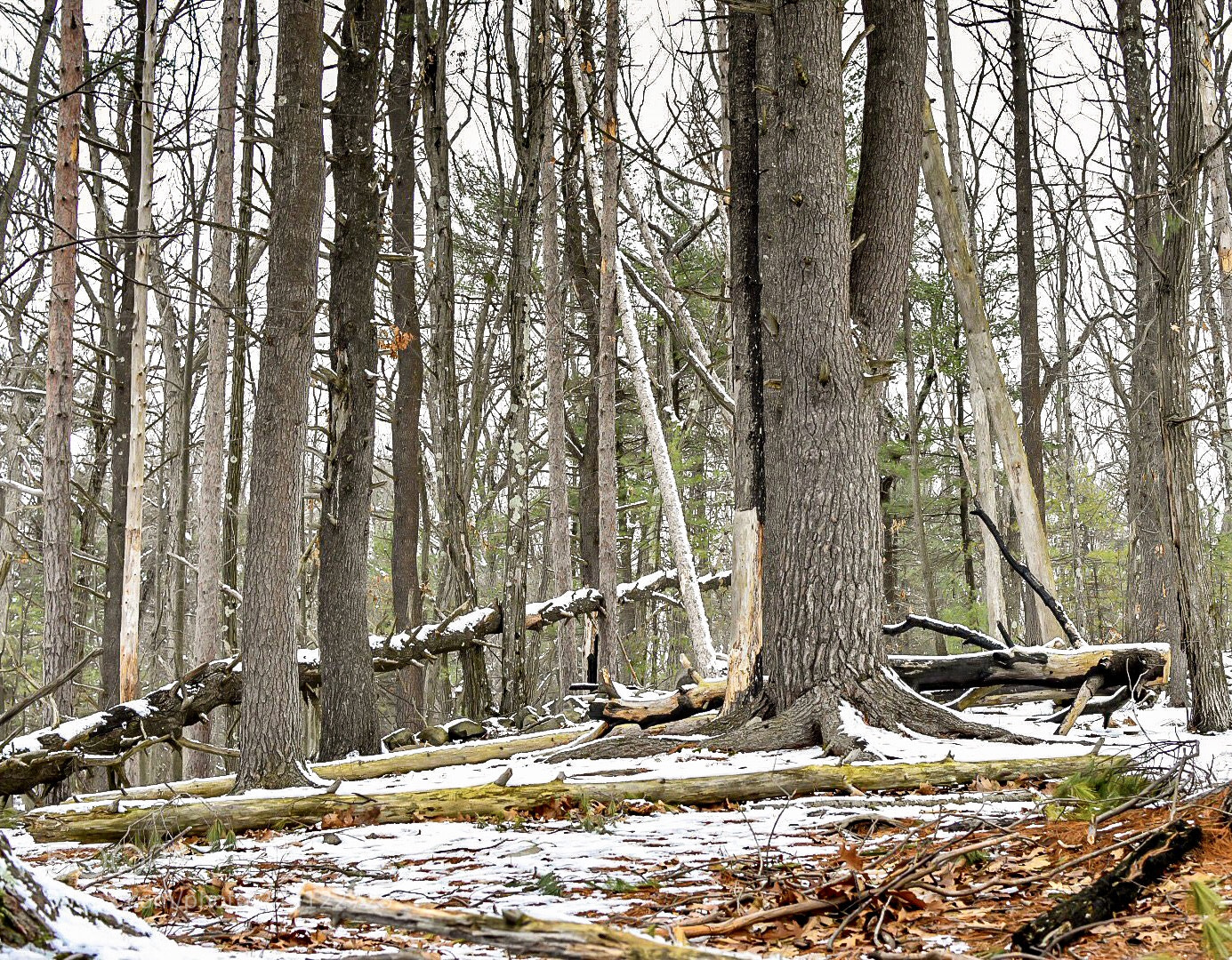 Nikon D7200 sample photo. Lightning crashes photography
