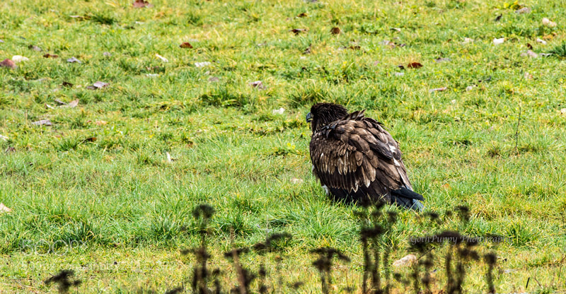Nikon D4 sample photo. Bald eagles photography