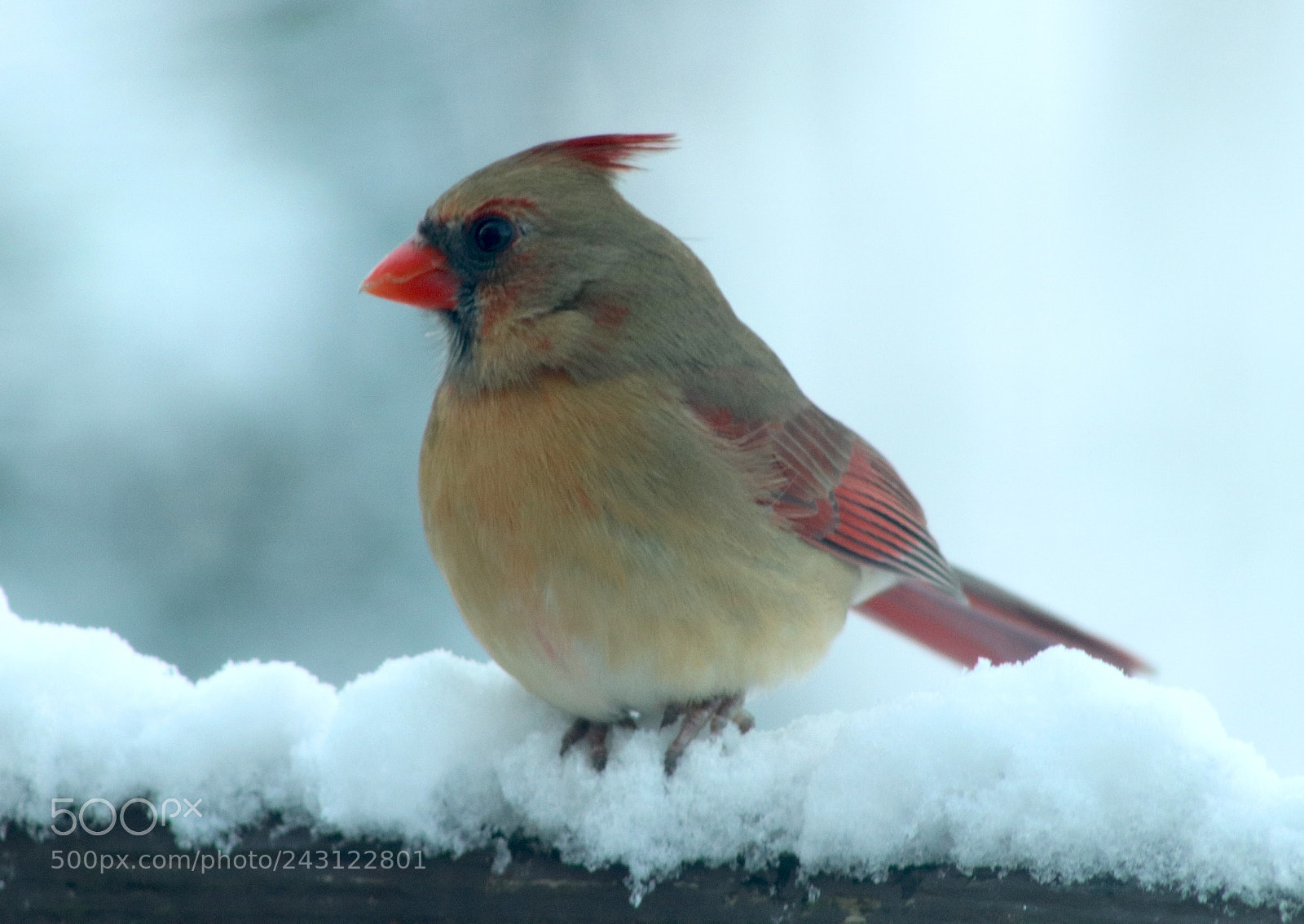 Canon EOS 200D (EOS Rebel SL2 / EOS Kiss X9) sample photo. Female cardinal in winter photography