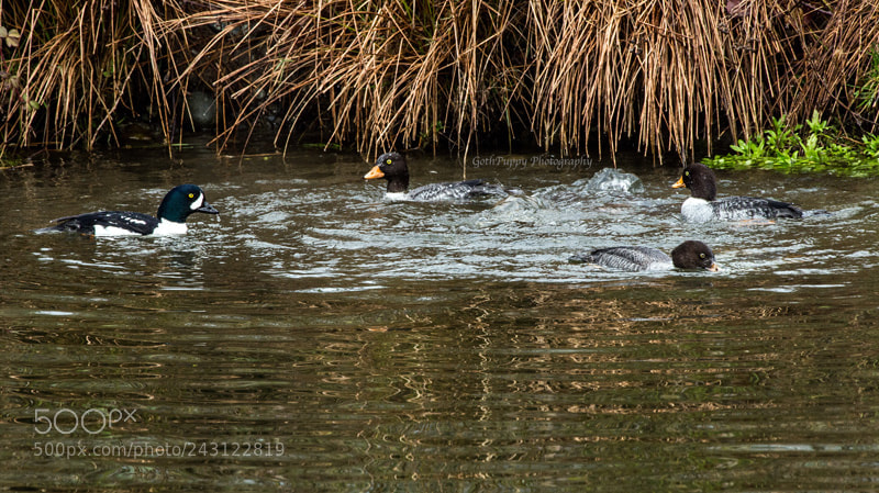 Nikon D4 sample photo. Ducks photography