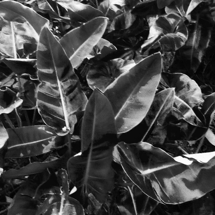 Apple iPad 2 sample photo. Plants photography