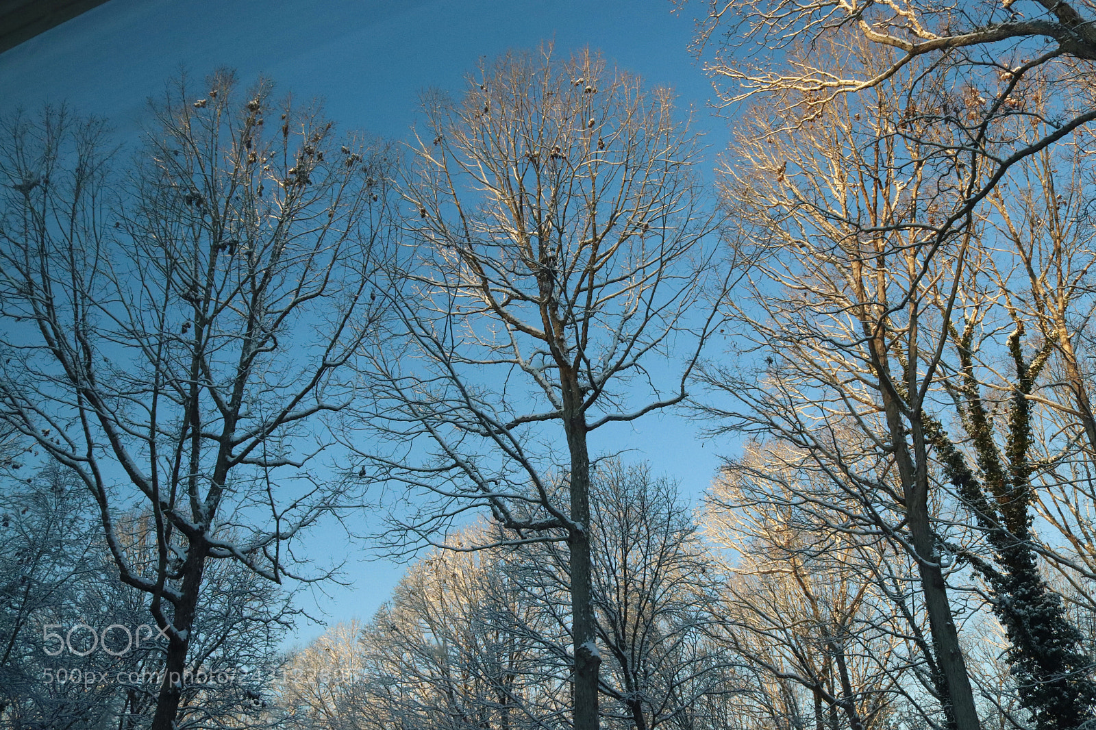 Canon EOS 200D (EOS Rebel SL2 / EOS Kiss X9) sample photo. Backyard winter wonderland photography