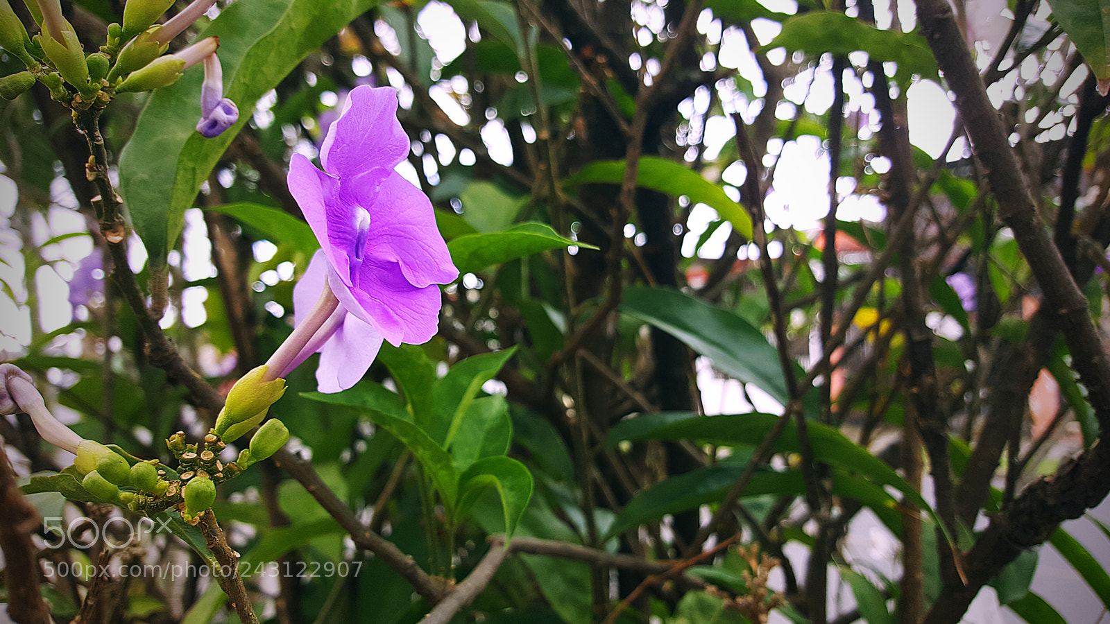 Samsung GALAXY S6 edge sample photo. Flowerpurple photography