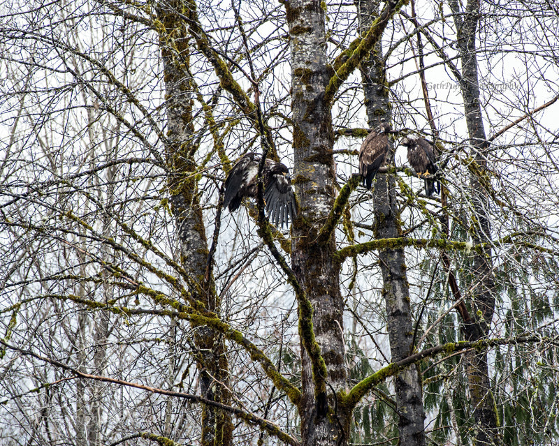 Nikon D4 sample photo. Bald eagles photography