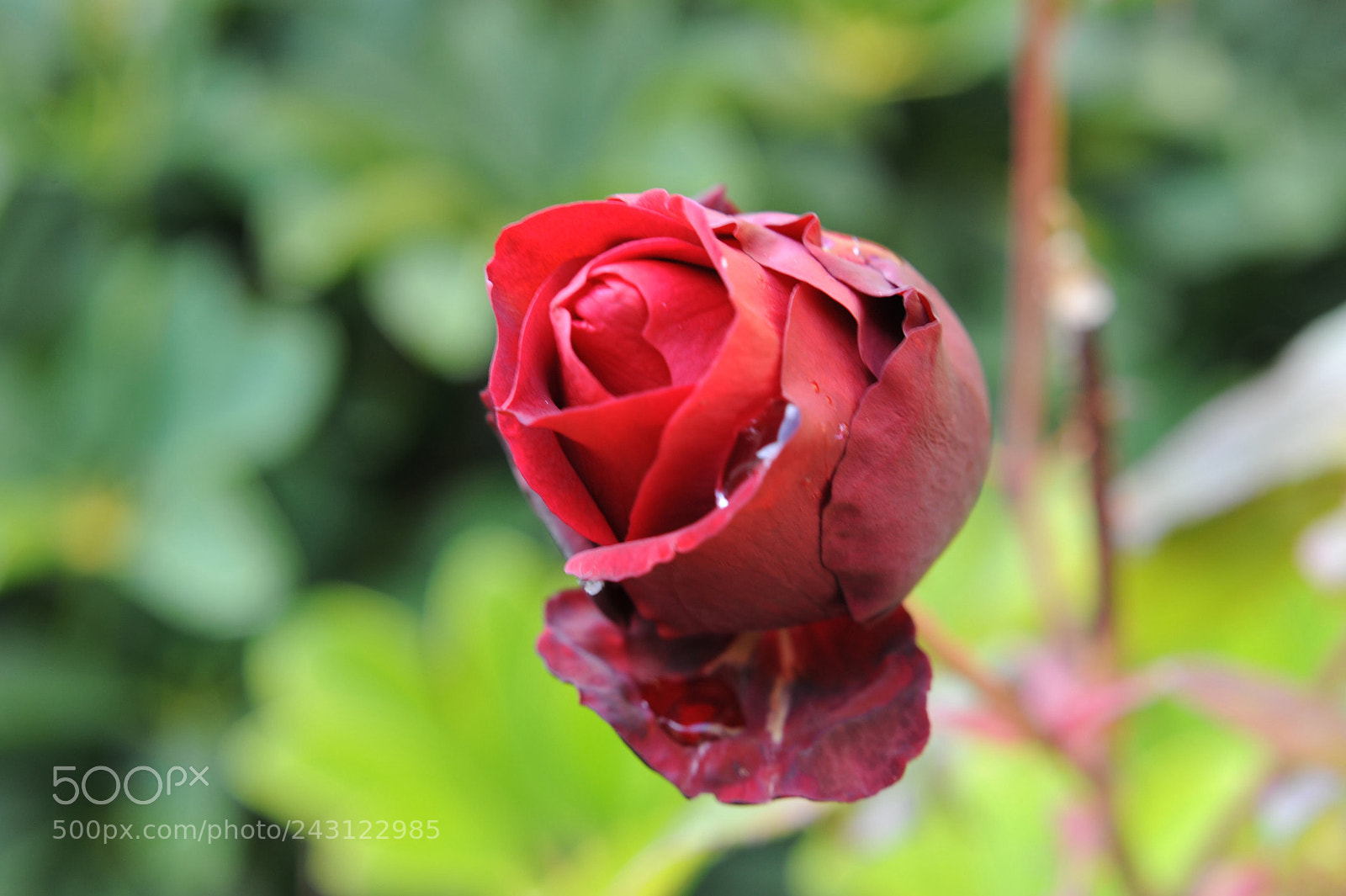 Nikon D700 sample photo. Beauty red rose photography