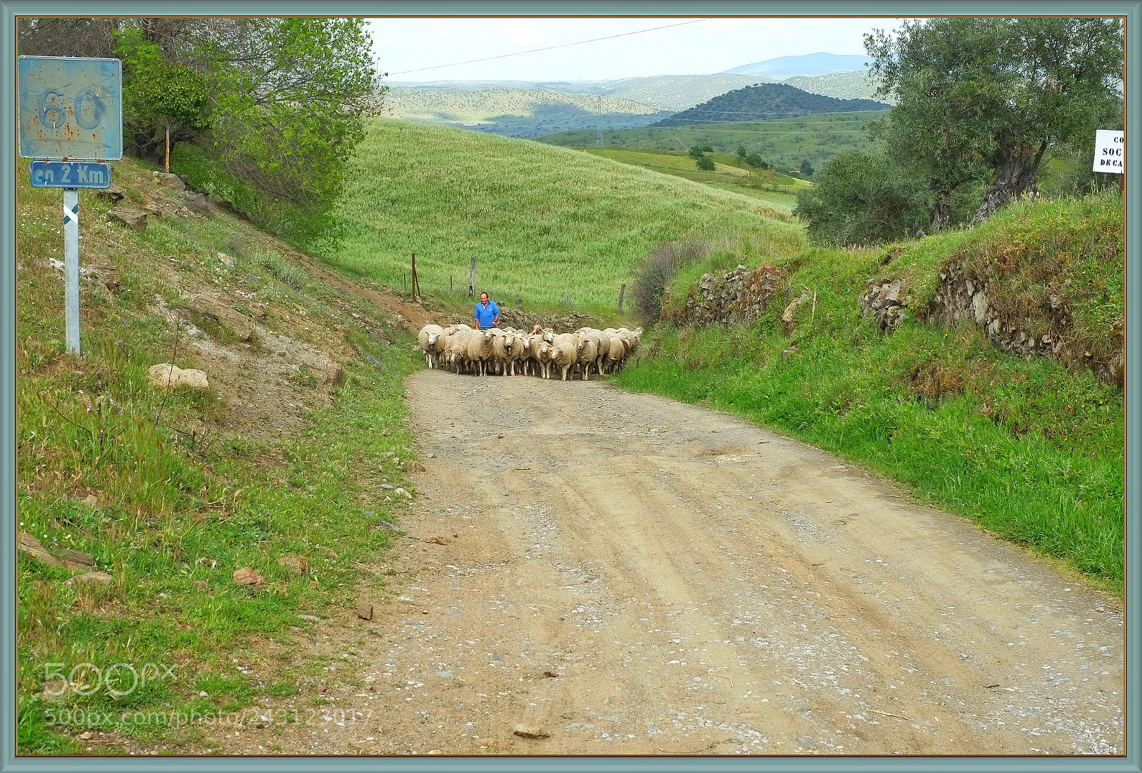 Fujifilm X-Pro1 sample photo. Montemolin, the flock..... photography