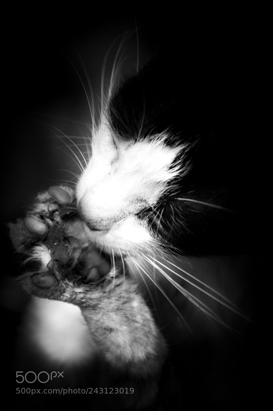 Nikon D5500 sample photo. Cat's foot photography