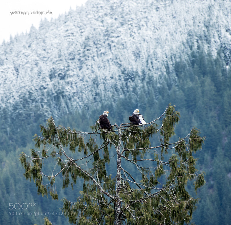Nikon D4 sample photo. Bald eagles photography