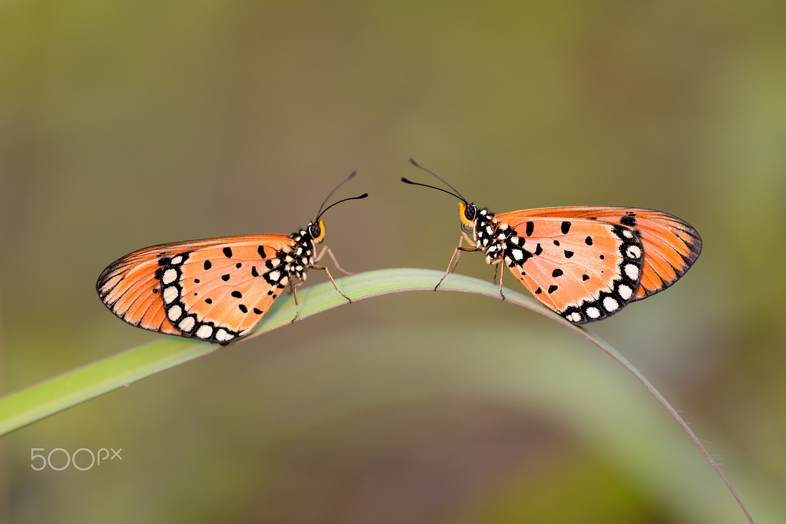 Nikon D610 + Nikon AF Micro-Nikkor 200mm F4D ED-IF sample photo. Tawny coster photography