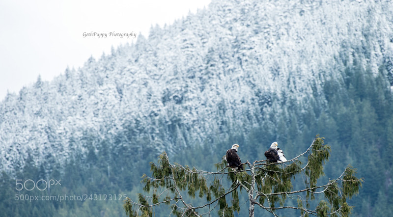 Nikon D4 sample photo. Bald eagles photography