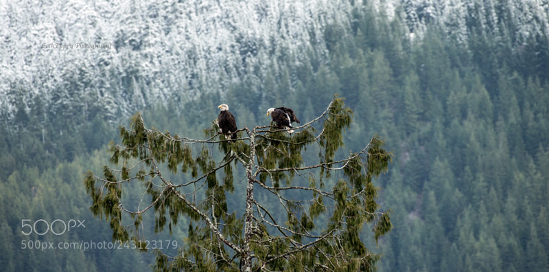 Nikon D4 sample photo. Bald eagles photography