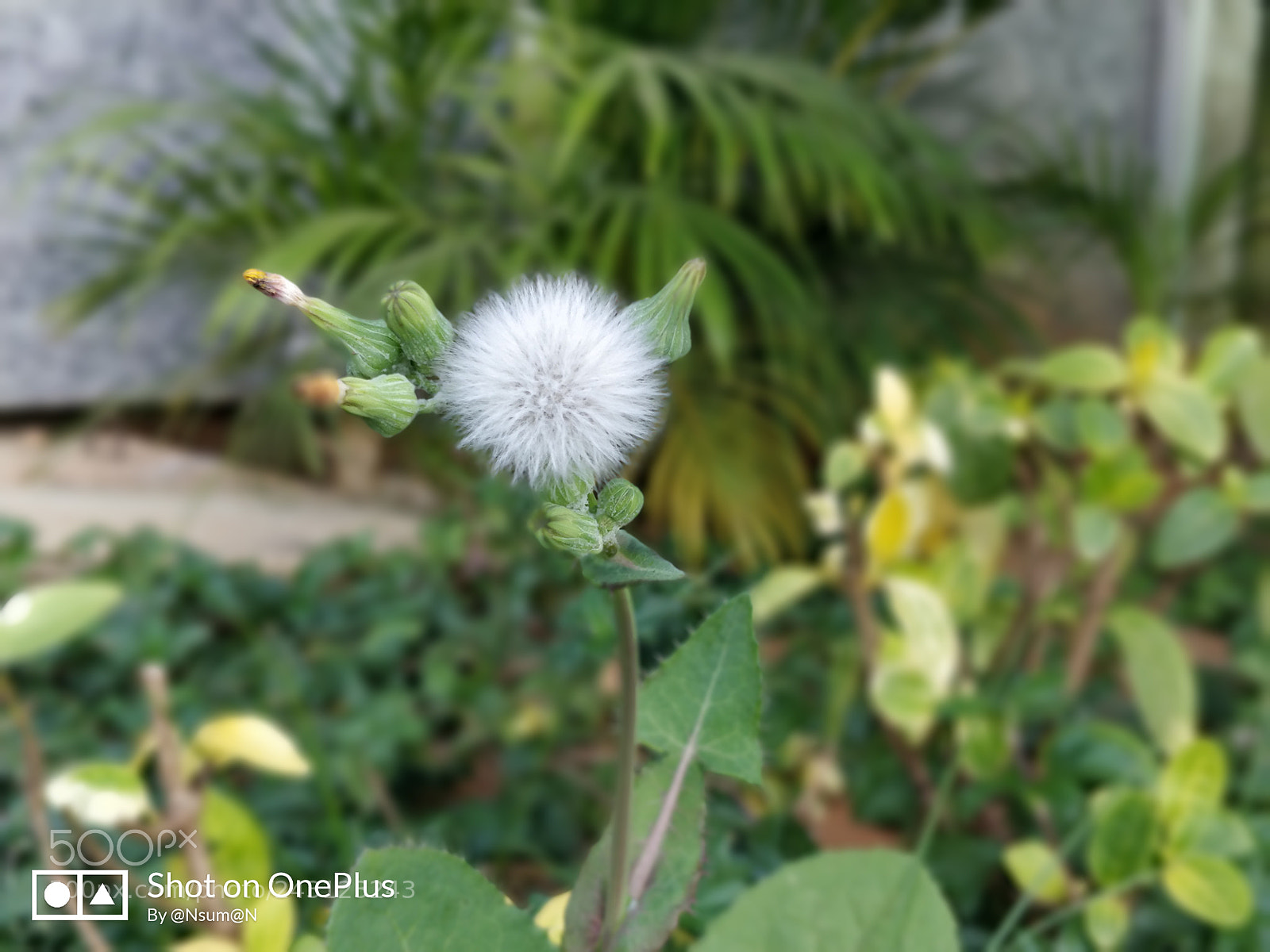 OnePlus 5 sample photo. Flower photography