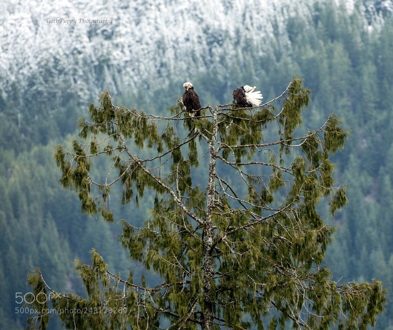 Nikon D4 sample photo. Bald eagles photography