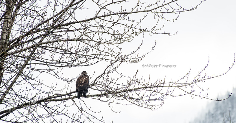 Nikon D4 sample photo. Bald eagles photography