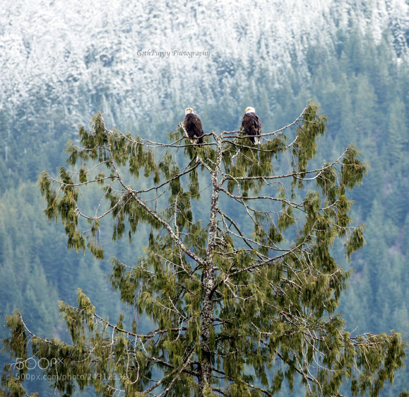 Nikon D4 sample photo. Bald eagles photography
