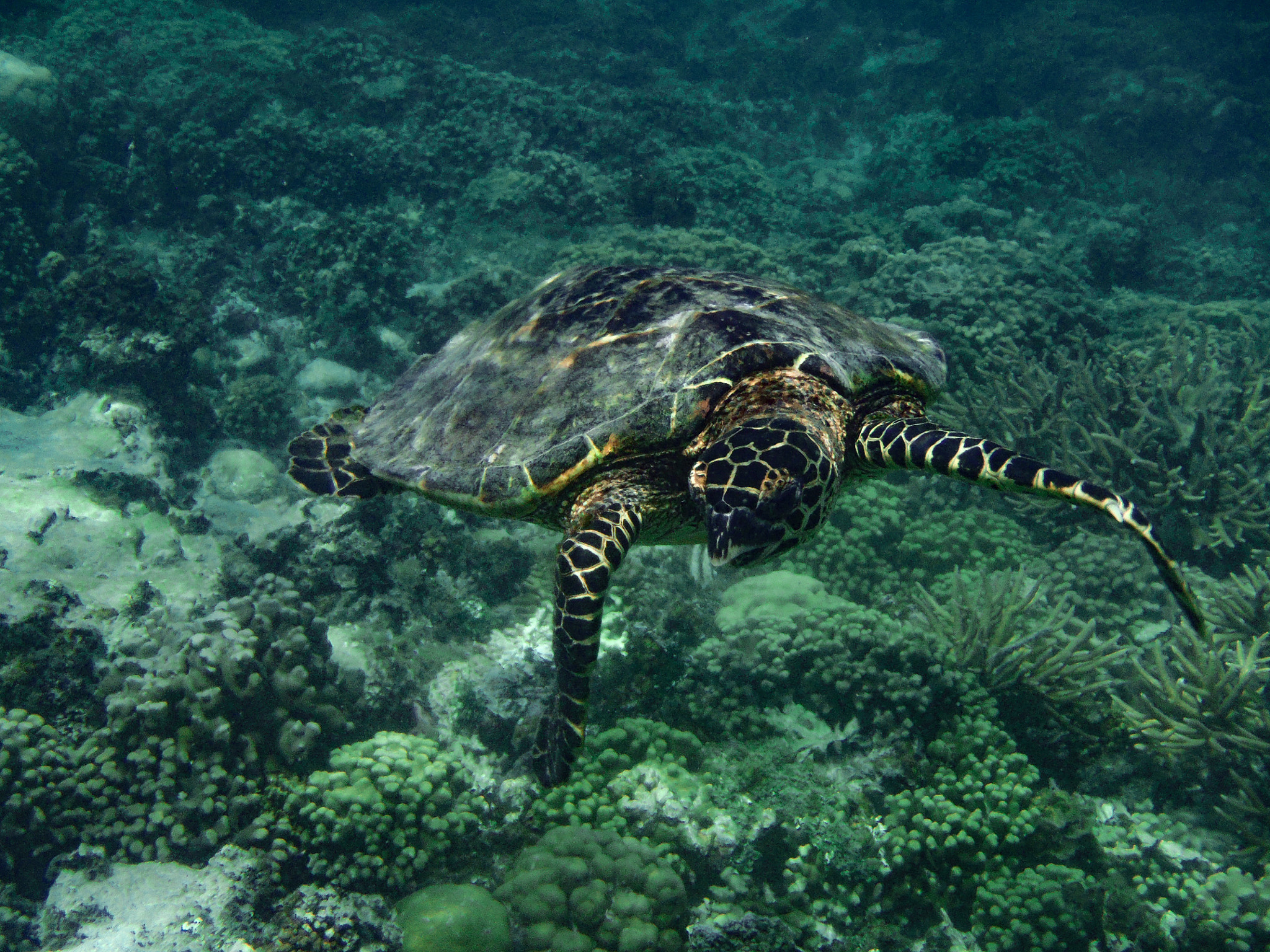 Olympus StylusTough-8010 sample photo. Sea turtle in samoa photography