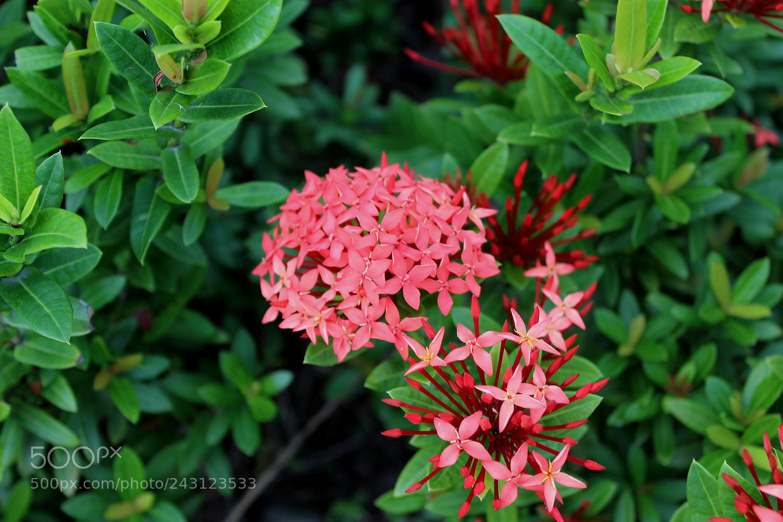 Canon EOS 1300D (EOS Rebel T6 / EOS Kiss X80) sample photo. Little red blooms photography