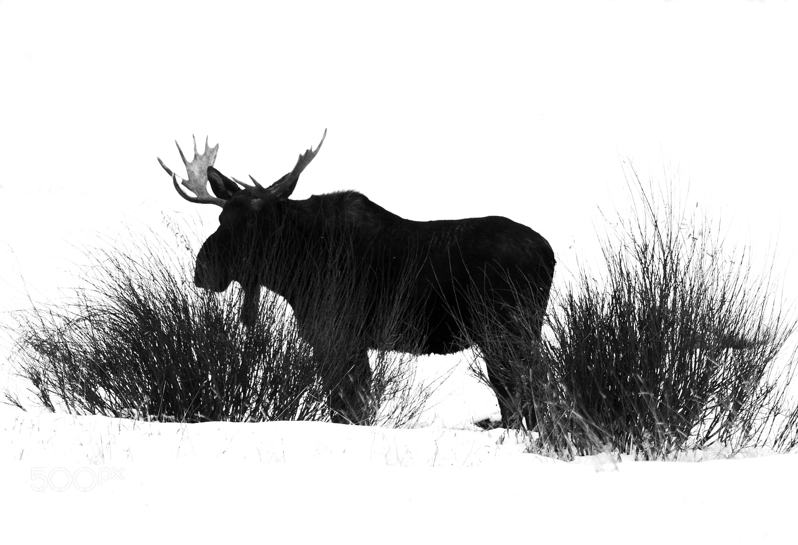 Canon EOS-1D X Mark II sample photo. Moose in black and photography