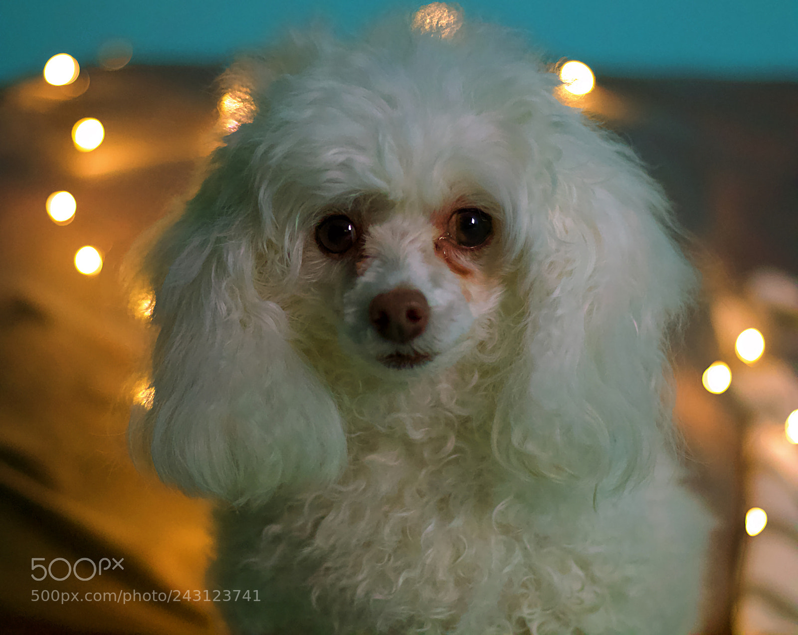 Canon EOS 70D + Canon EF 50mm F1.8 STM sample photo. Hello izzie photography