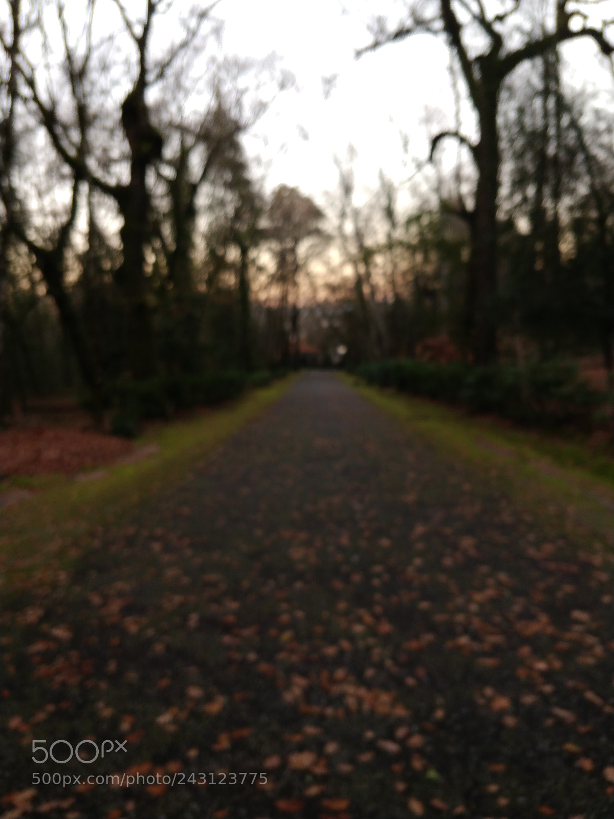 OnePlus 5T sample photo. Unfocus nature photography