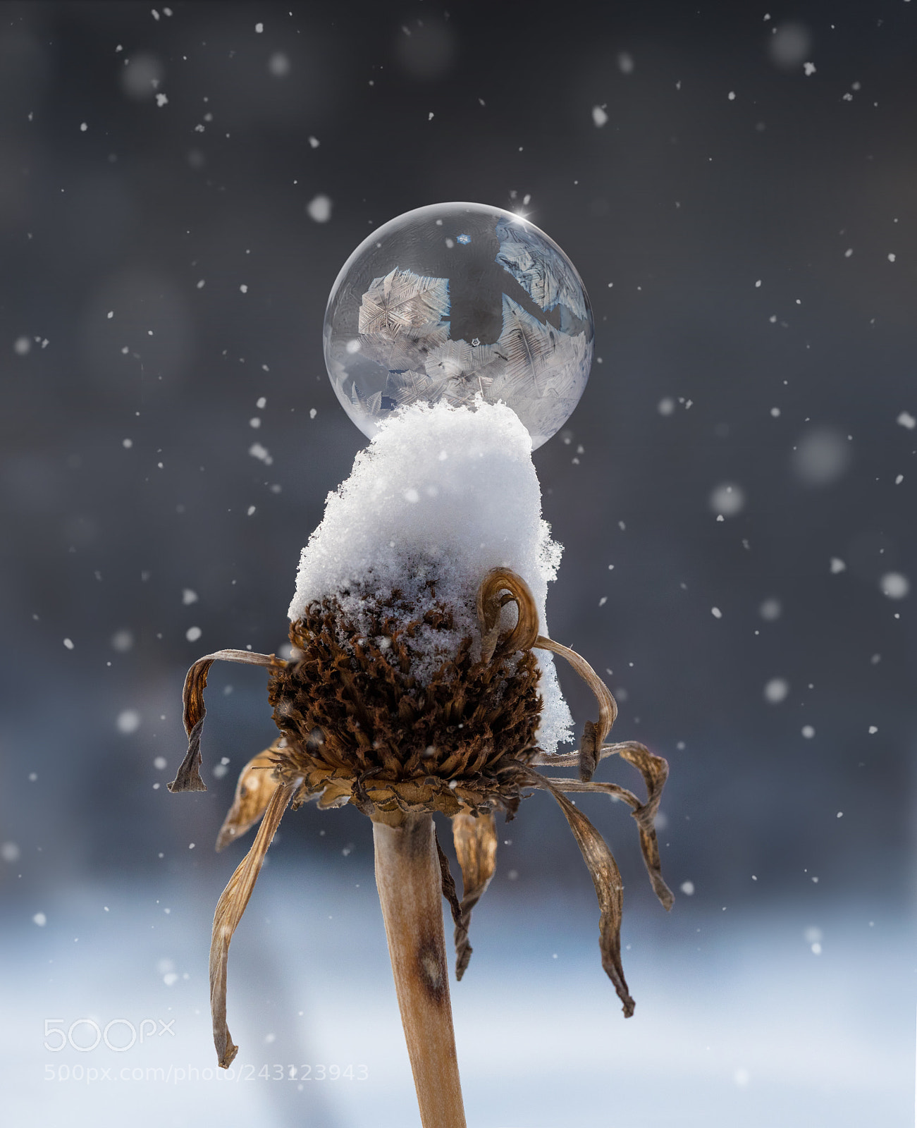 Panasonic Lumix DMC-GH4 sample photo. Winter garden ornament photography