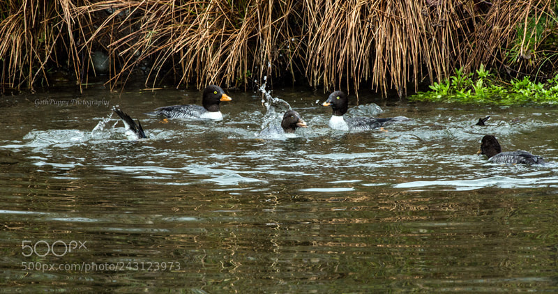 Nikon D4 sample photo. Ducks photography