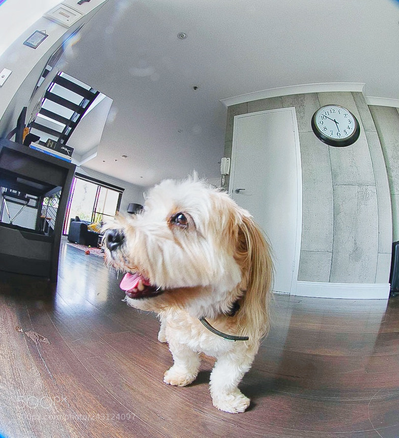 Canon EOS-1D X Mark II sample photo. Marley the detective dog photography
