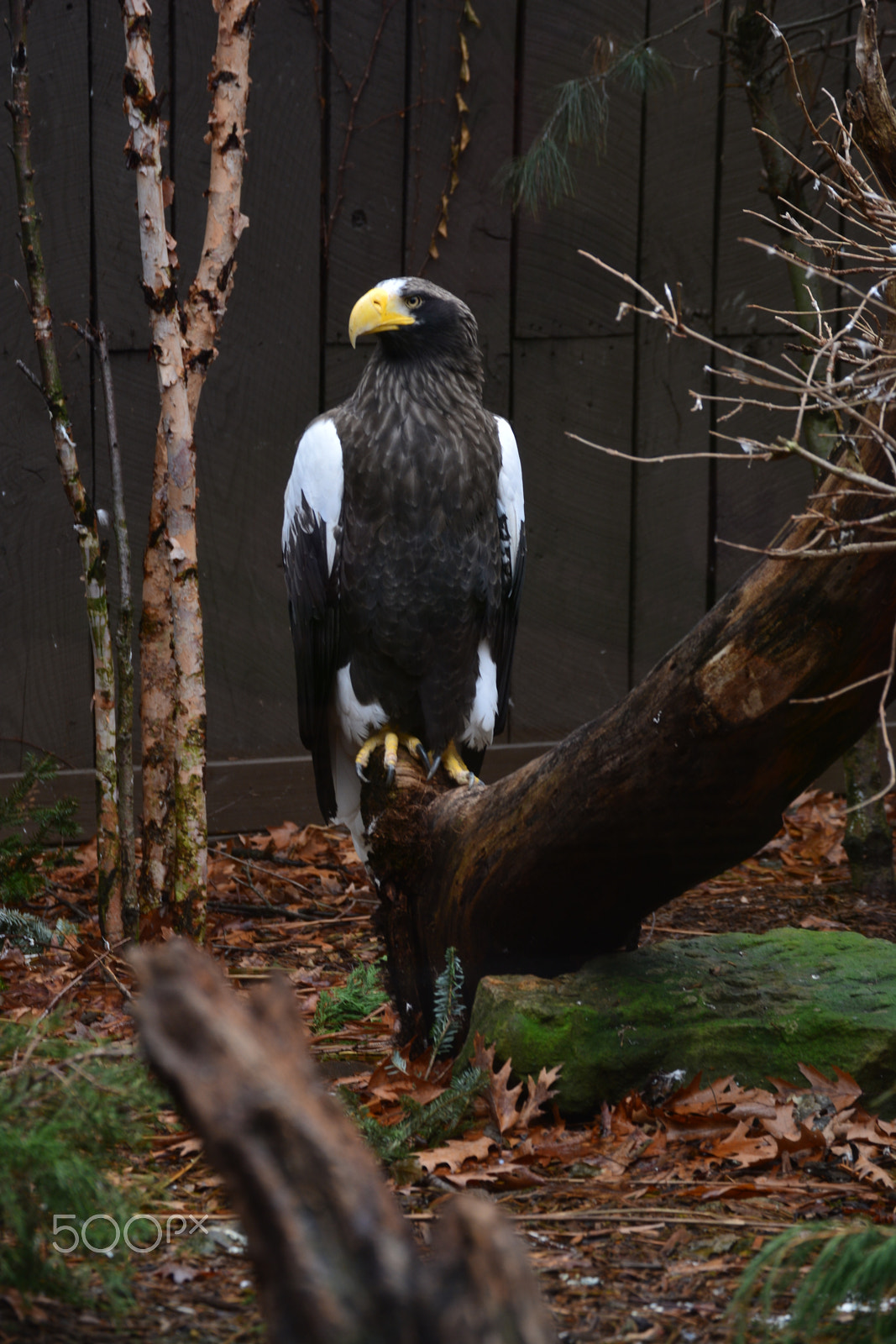 Nikon D5200 sample photo. Eagle aviary photography