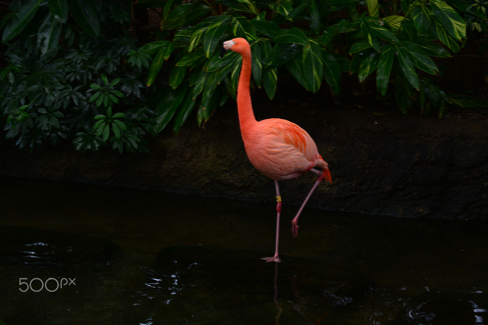 Nikon D5200 sample photo. Flamingo photography