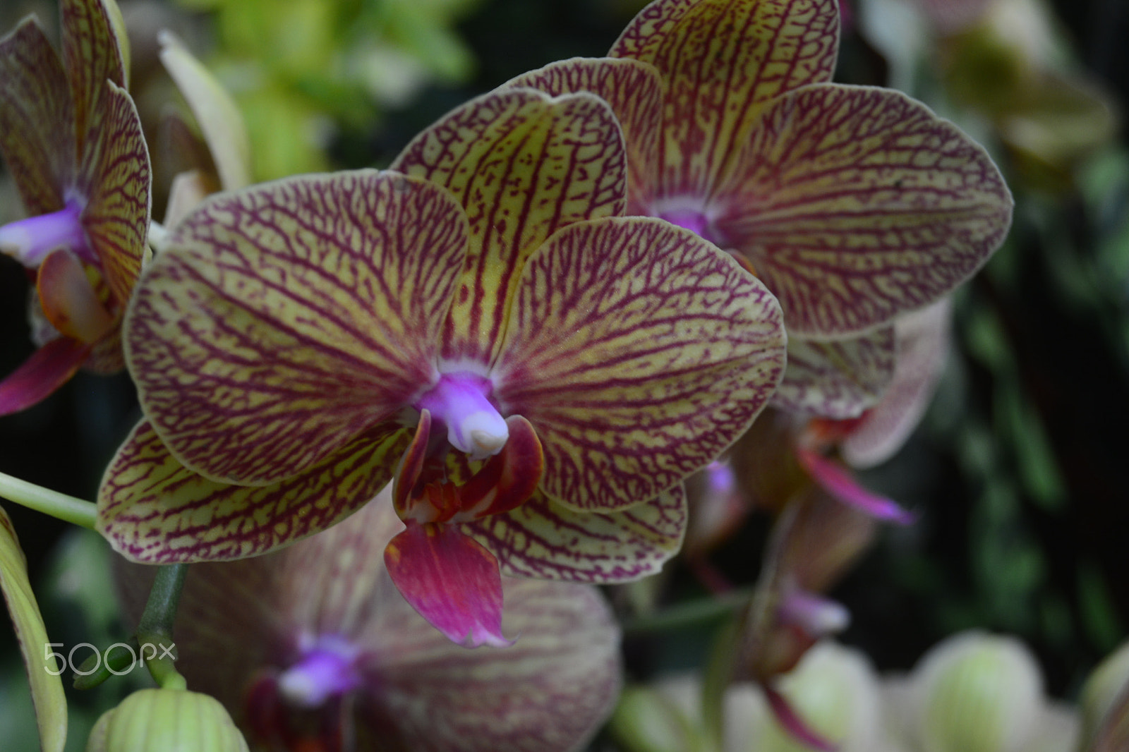 Nikon D5200 sample photo. Orchid photography