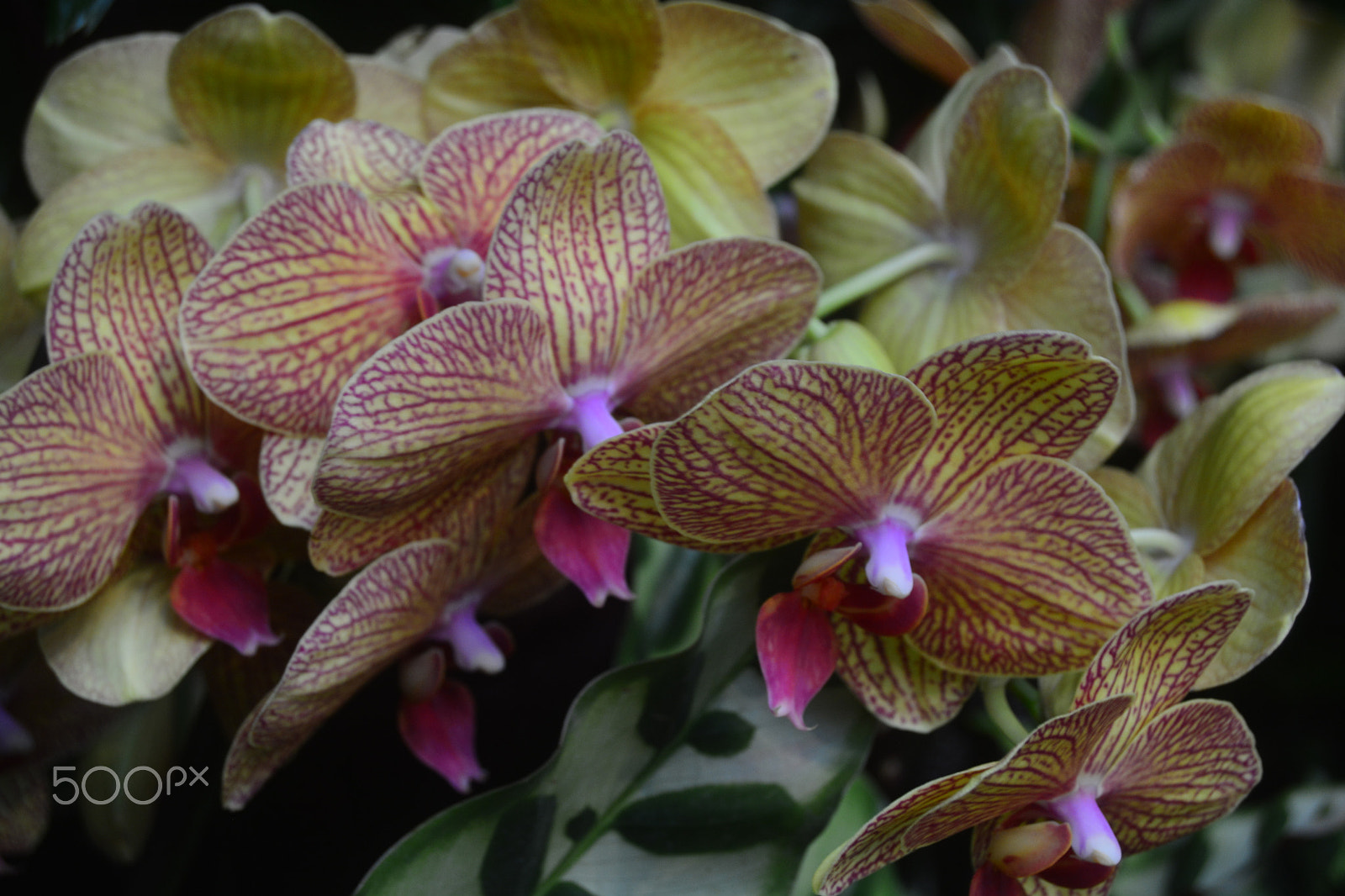 Nikon D5200 sample photo. White and purple orchids photography