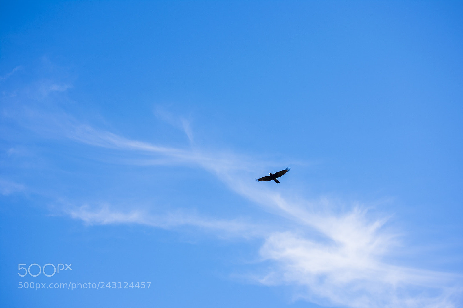 Nikon D3400 sample photo. Soaring high photography