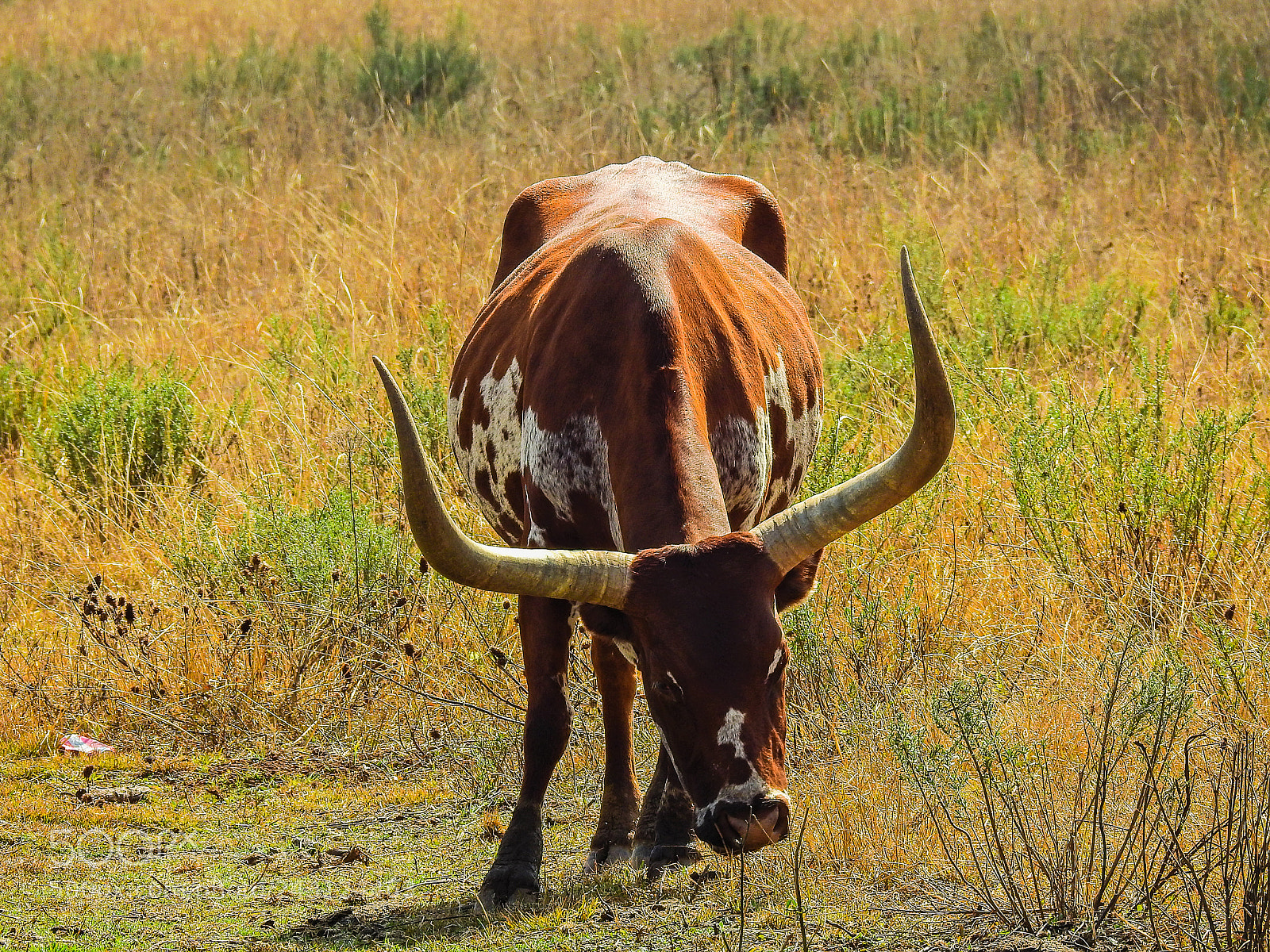 Nikon Coolpix P900 sample photo. Big horned cow. photography