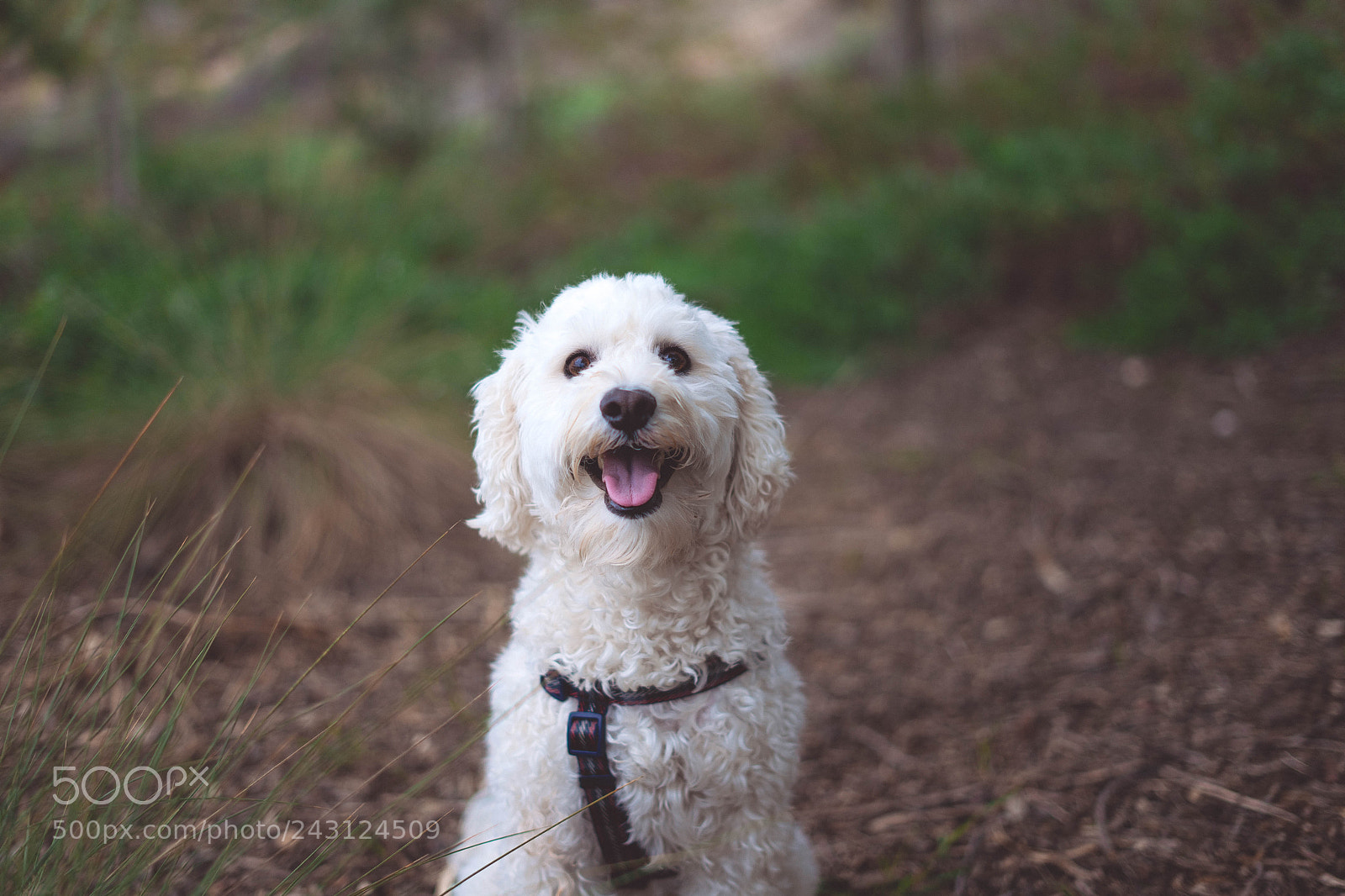 Sony a7 sample photo. Goldendoodle photography