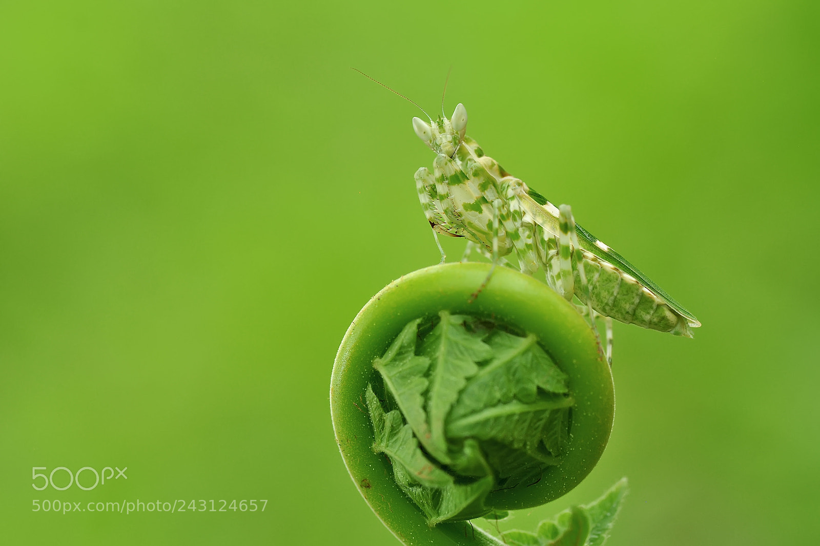 Nikon D5000 sample photo. Praying mantis photography
