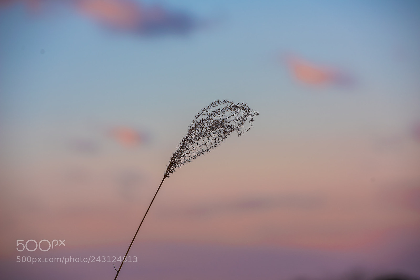 Nikon D810 sample photo. Karesusuki photography