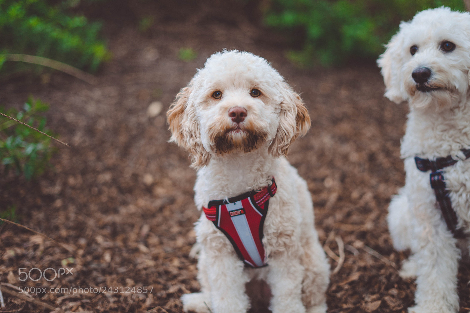 Sony a7 sample photo. Cockapoo photography