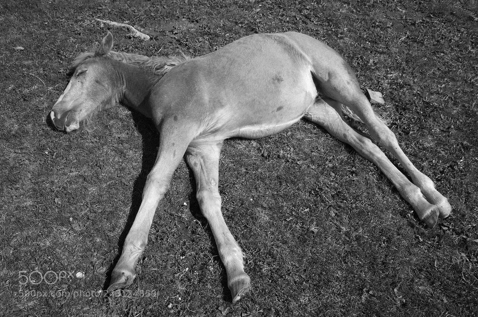 Ricoh GR sample photo. Untitled photography
