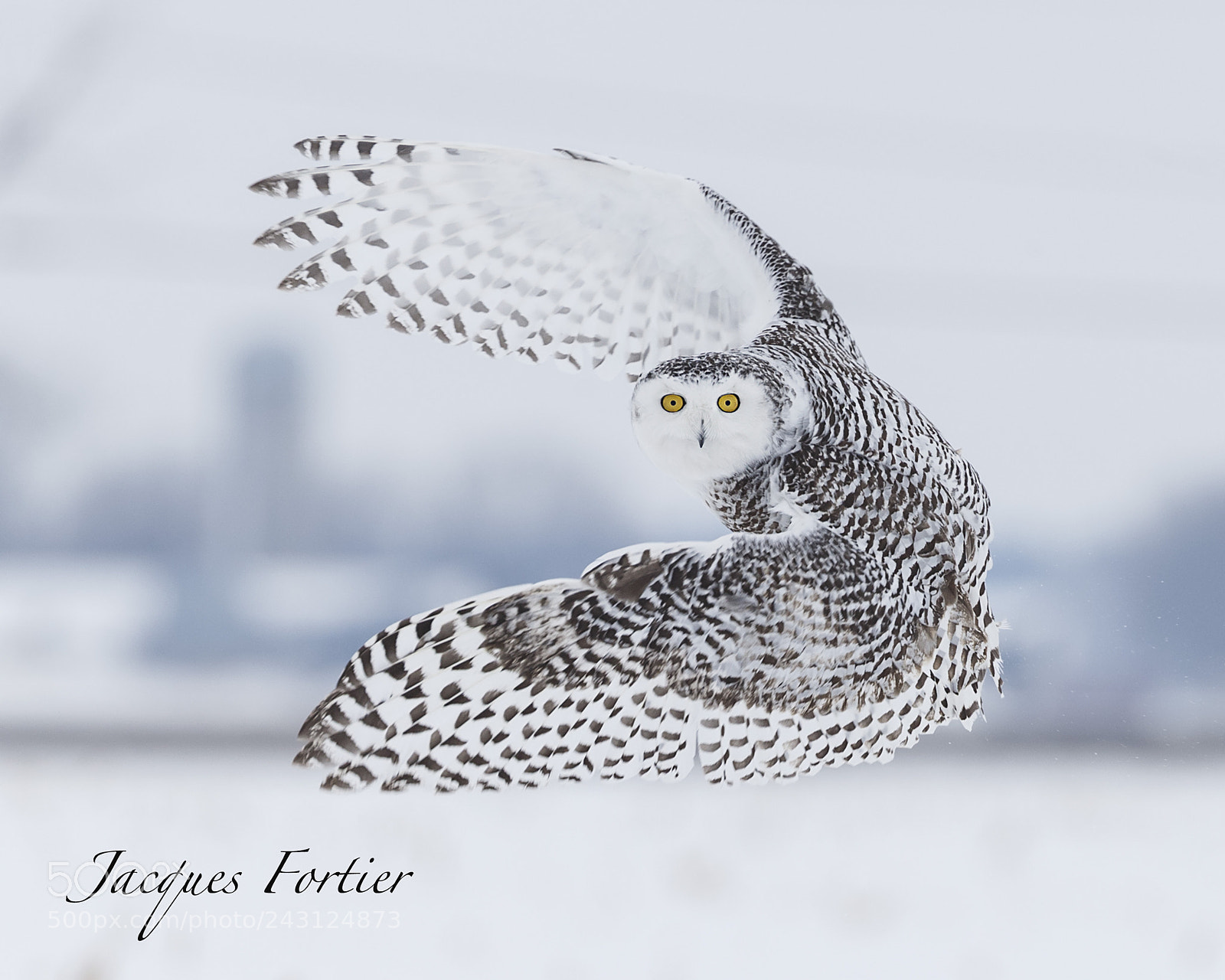 Canon EOS-1D X sample photo. Snow owl photography