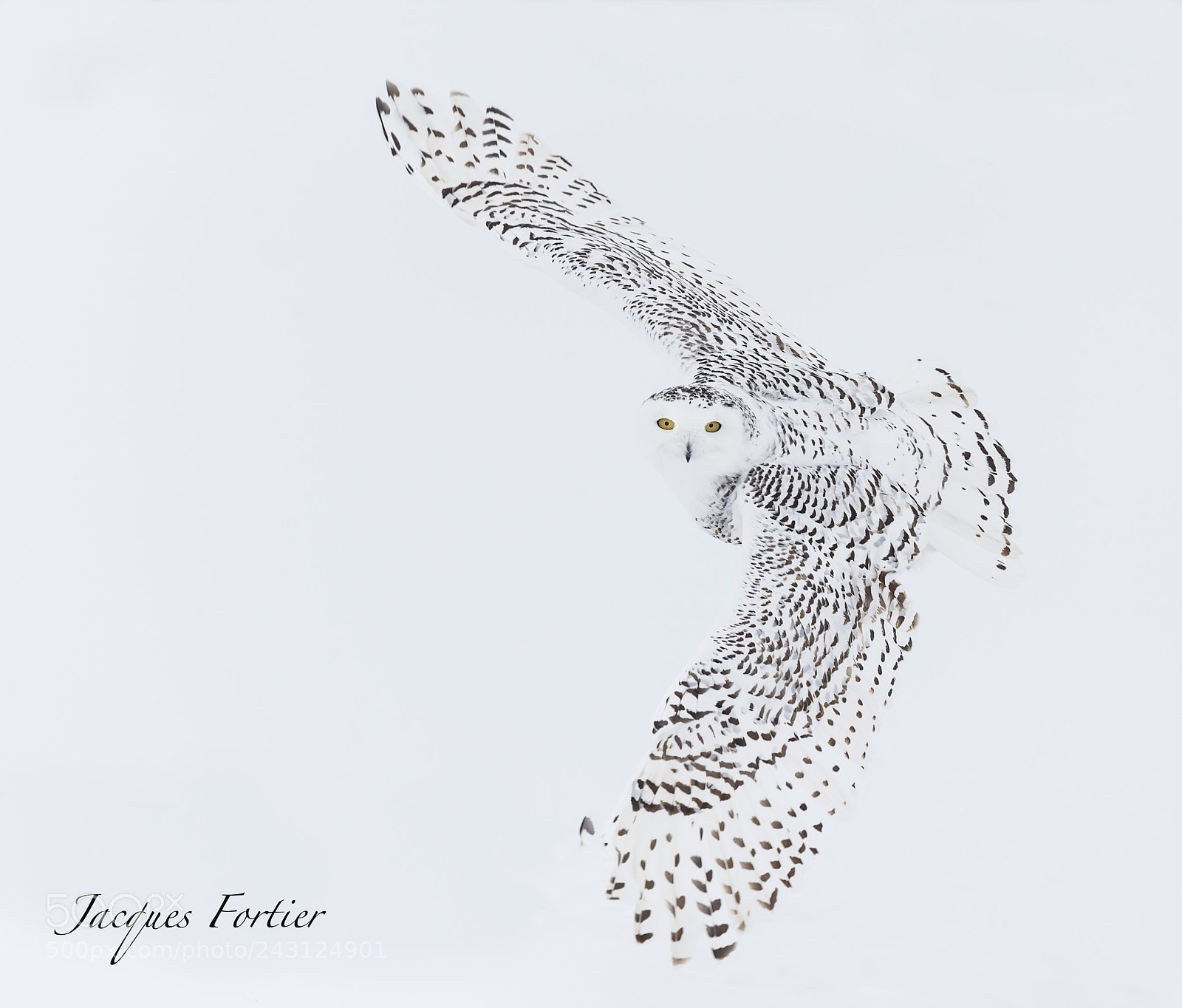 Canon EOS-1D X sample photo. Snow owl photography